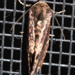 Elusa semipecten at Rosedale, NSW - 14 Feb 2019