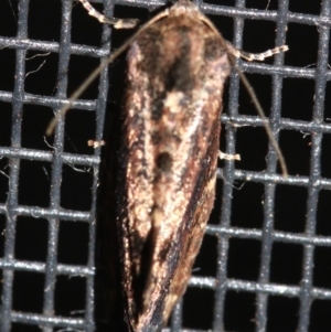 Elusa semipecten at Rosedale, NSW - 14 Feb 2019