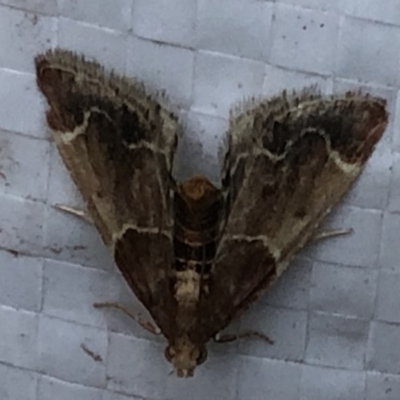 Pyralis farinalis (Meal Moth) at Monash, ACT - 22 Feb 2019 by jackQ