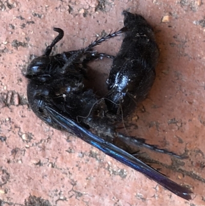 Austroscolia soror (Blue Flower Wasp) at Wanniassa, ACT - 22 Feb 2019 by jackQ