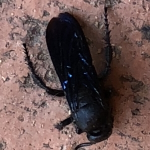 Austroscolia soror at Wanniassa, ACT - 22 Feb 2019 05:01 PM