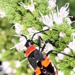 Dindymus versicolor (Harlequin Bug) at Monash, ACT - 16 Feb 2019 by jackQ
