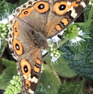 Junonia villida at Monash, ACT - 16 Feb 2019