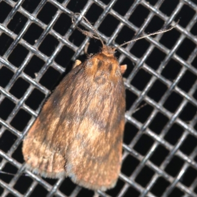 Cyme structa (Banded Lichen Moth) at Rosedale, NSW - 14 Feb 2019 by jbromilow50