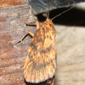 Cyme structa at Rosedale, NSW - 14 Feb 2019 09:55 PM
