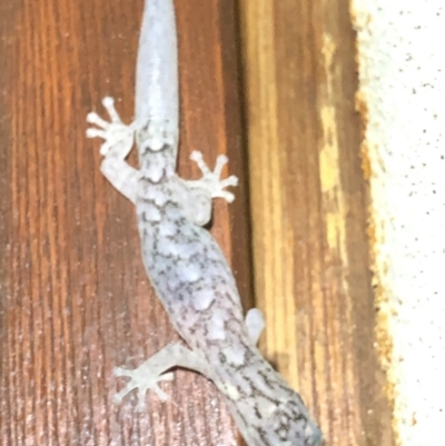 Christinus marmoratus (Southern Marbled Gecko) at Monash, ACT - 18 Feb 2019 by jackQ