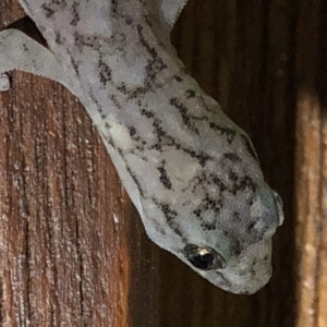 Christinus marmoratus at Monash, ACT - 18 Feb 2019 08:32 PM