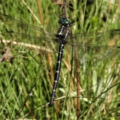 Eusynthemis guttata (Southern Tigertail) at Namadgi National Park - 23 Feb 2019 by JohnBundock