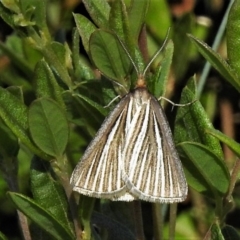 Amelora oritropha (Alpine Striped Cape-moth (Ennominae)) at Cotter River, ACT - 23 Feb 2019 by JohnBundock