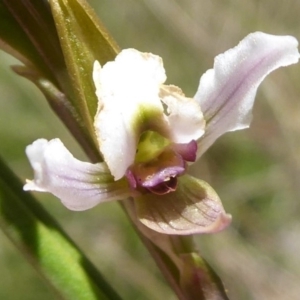 Paraprasophyllum alpestre at Cotter River, ACT - suppressed