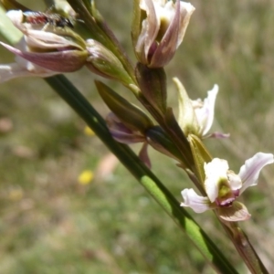 Paraprasophyllum alpestre at Cotter River, ACT - suppressed