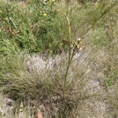 Paraprasophyllum alpestre at Cotter River, ACT - suppressed