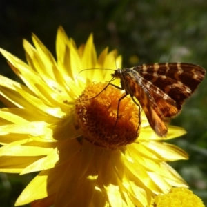 Chrysolarentia chrysocyma at Cotter River, ACT - 23 Feb 2019