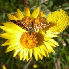Chrysolarentia chrysocyma at Cotter River, ACT - 23 Feb 2019