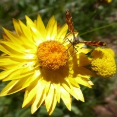 Chrysolarentia chrysocyma at Cotter River, ACT - 23 Feb 2019