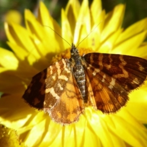 Chrysolarentia chrysocyma at Cotter River, ACT - 23 Feb 2019