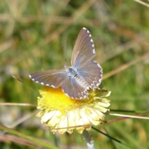 Theclinesthes serpentata at Cotter River, ACT - 23 Feb 2019 02:19 PM