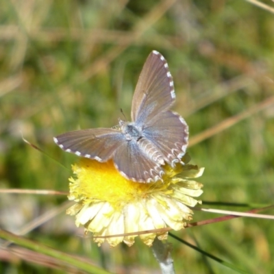 Theclinesthes serpentata (Saltbush Blue) at Namadgi National Park - 23 Feb 2019 by Christine