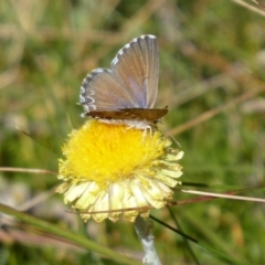 Theclinesthes serpentata at Cotter River, ACT - 23 Feb 2019