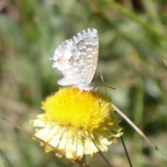 Theclinesthes serpentata at Cotter River, ACT - 23 Feb 2019 02:19 PM