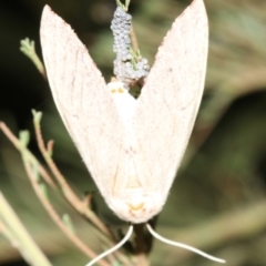 Lepidoptera unclassified ADULT moth (Unidentified - Moth) at Ainslie, ACT - 19 Feb 2019 by jbromilow50