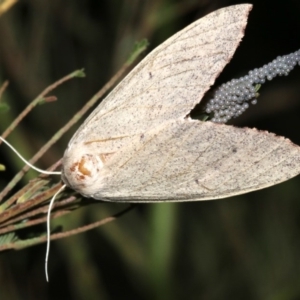 Lepidoptera unclassified ADULT moth at Ainslie, ACT - 19 Feb 2019 09:18 PM