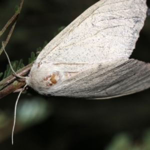 Lepidoptera unclassified ADULT moth at Ainslie, ACT - 19 Feb 2019