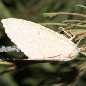 Lepidoptera unclassified ADULT moth at Ainslie, ACT - 19 Feb 2019 09:18 PM