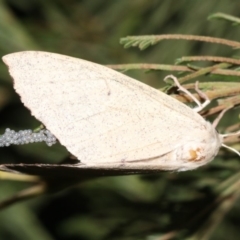 Lepidoptera unclassified ADULT moth at Ainslie, ACT - 19 Feb 2019