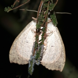 Lepidoptera unclassified ADULT moth at Ainslie, ACT - 19 Feb 2019