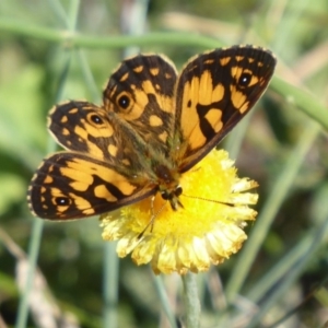 Oreixenica lathoniella at Cotter River, ACT - 23 Feb 2019 02:25 PM