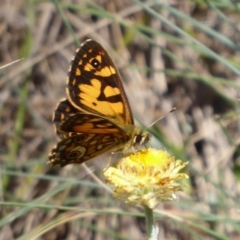 Oreixenica lathoniella at Cotter River, ACT - 23 Feb 2019