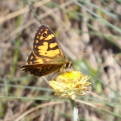 Oreixenica lathoniella at Cotter River, ACT - 23 Feb 2019 02:25 PM