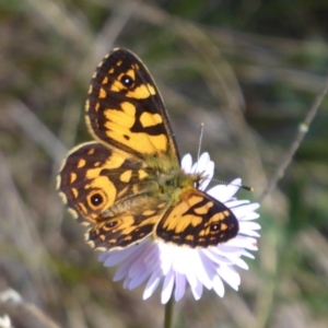 Oreixenica lathoniella at Cotter River, ACT - 23 Feb 2019 02:25 PM