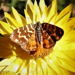 Chrysolarentia chrysocyma at Cotter River, ACT - 23 Feb 2019