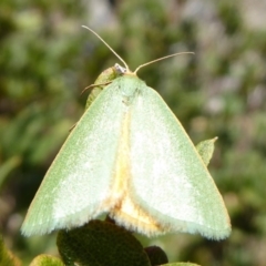 Mixochroa gratiosata (A geometerid moth) at Namadgi National Park - 23 Feb 2019 by Christine