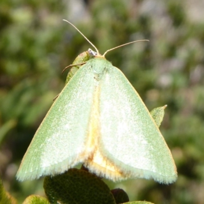 Mixochroa gratiosata (A geometerid moth) at Namadgi National Park - 23 Feb 2019 by Christine