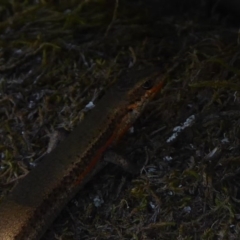 Pseudemoia entrecasteauxii (Woodland Tussock-skink) at Namadgi National Park - 23 Feb 2019 by Christine