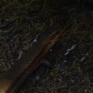 Pseudemoia entrecasteauxii at Cotter River, ACT - 23 Feb 2019