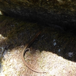 Pseudemoia entrecasteauxii at Cotter River, ACT - 23 Feb 2019