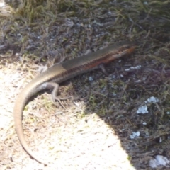 Pseudemoia entrecasteauxii at Cotter River, ACT - 23 Feb 2019