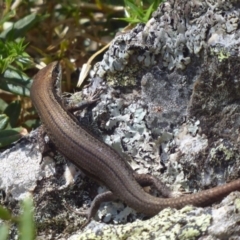 Pseudemoia entrecasteauxii (Woodland Tussock-skink) at Namadgi National Park - 23 Feb 2019 by Christine