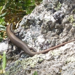 Pseudemoia entrecasteauxii at Cotter River, ACT - 23 Feb 2019 12:37 PM