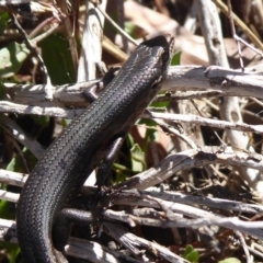 Pseudemoia entrecasteauxii (Woodland Tussock-skink) at Cotter River, ACT - 23 Feb 2019 by Christine