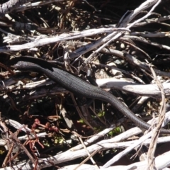 Pseudemoia entrecasteauxii at Cotter River, ACT - 23 Feb 2019