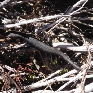 Pseudemoia entrecasteauxii at Cotter River, ACT - 23 Feb 2019 01:38 PM