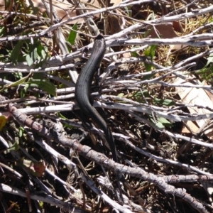 Pseudemoia entrecasteauxii at Cotter River, ACT - 23 Feb 2019 01:38 PM