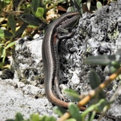 Pseudemoia entrecasteauxii (Woodland Tussock-skink) at Bimberi Nature Reserve - 23 Feb 2019 by JohnBundock