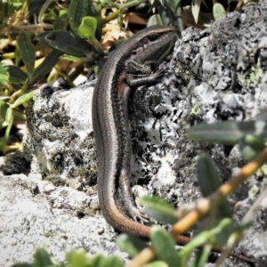 Pseudemoia entrecasteauxii at Cotter River, ACT - 23 Feb 2019