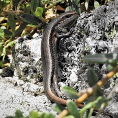 Pseudemoia entrecasteauxii (Woodland Tussock-skink) at Bimberi Nature Reserve - 23 Feb 2019 by JohnBundock